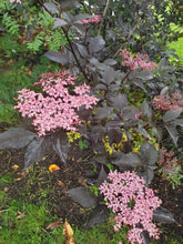 Sambucus nigra 'Black Beauty'