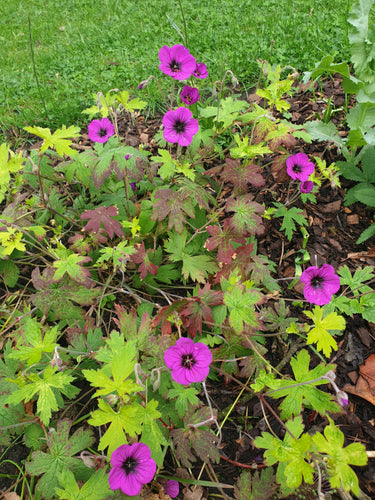 Geranium Ann Folkard