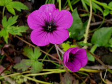 Geranium Ann Folkard