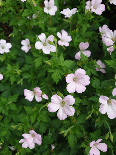 Geranium x oxonianum Rebecca Moss