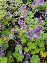 Geranium reynardii 'Phillipe Vapelle'