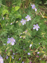 Geranium Blue Cloud