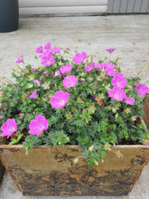 Geranium Max Frei
