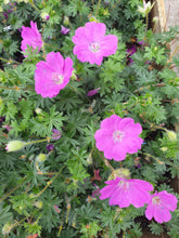 Geranium Max Frei