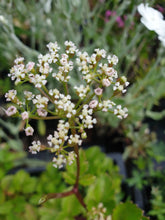 Ligusticum  scoticum