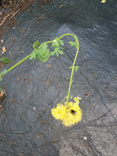 Thalictrum sphaerostachyum