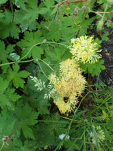 Thalictrum sphaerostachyum