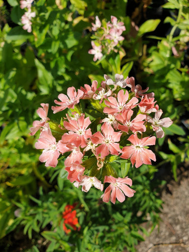 Lychnis chalcedonica ‘Salmonea’
