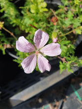 Geranium sanguineum 'Pink Pouffe'