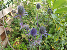 Eryngium planum 'Blue Cap'