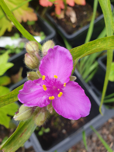 Tradescantia rubrum