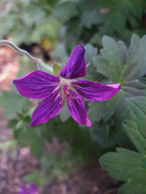 Geranium wlassovianum 'Lakwijk Star'