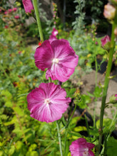 Sidalcea Party Girl