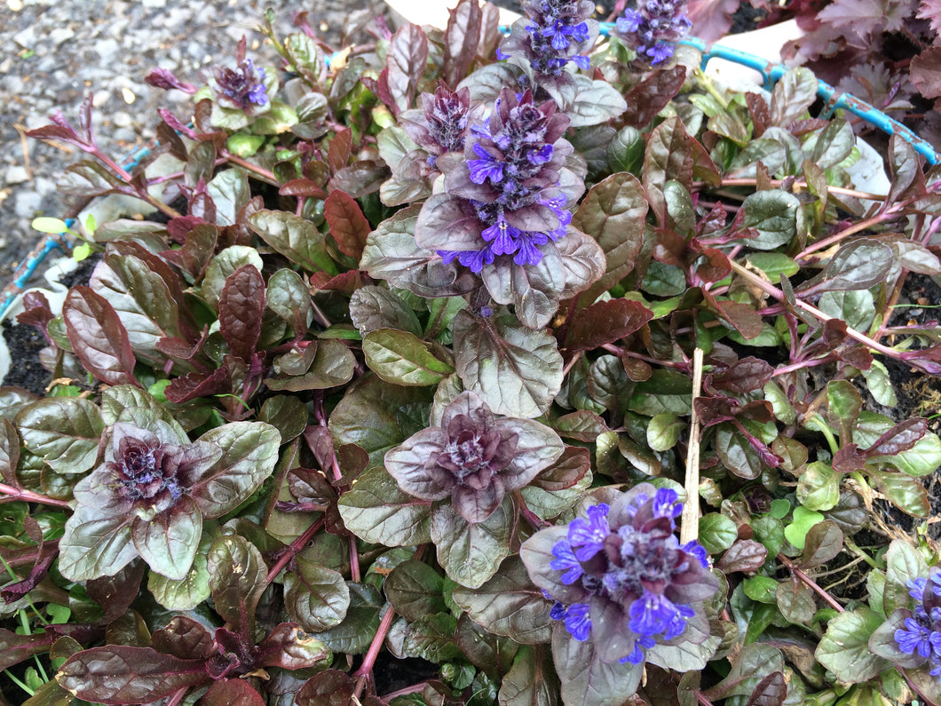 Ajuga reptans Braunherz
