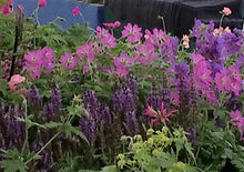 Geranium Sirak