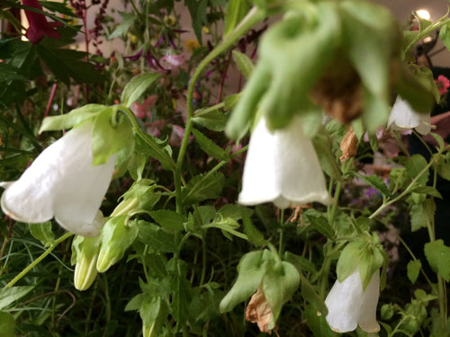 Campanula takeshima alba