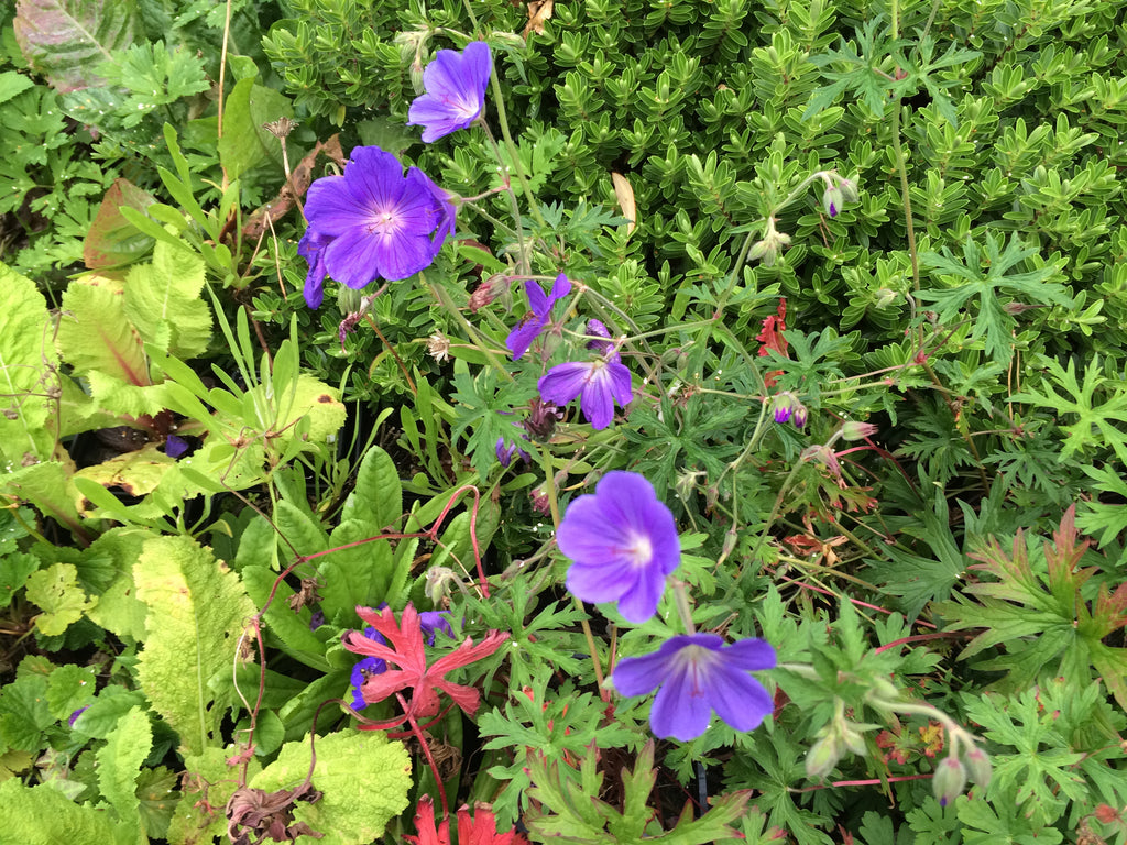 Geranium Brookside – Plants Shoots and Leaves