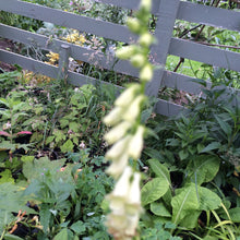 Digitalis Lutea