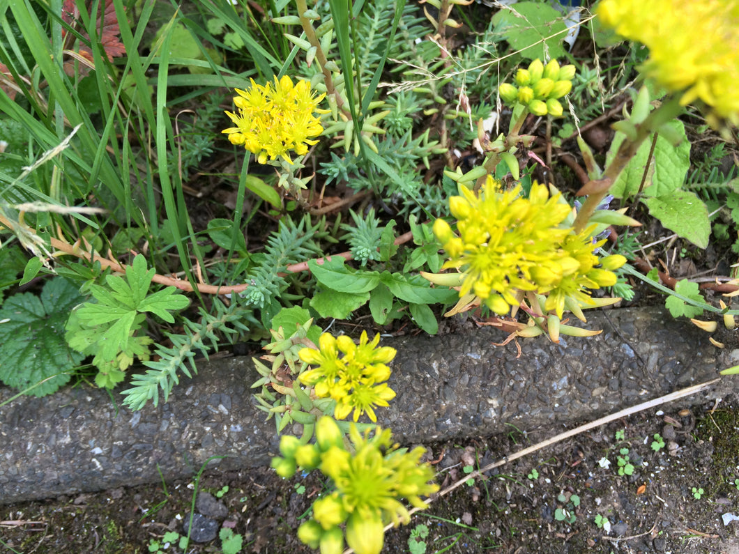 Sedum reflexum