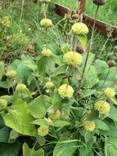 Phlomis russeliana