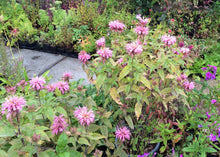 Monarda Croftway Pink