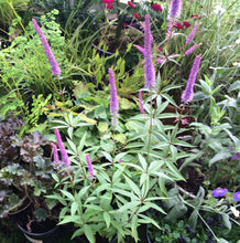 Veronicastrum virginicum 'Fascination'