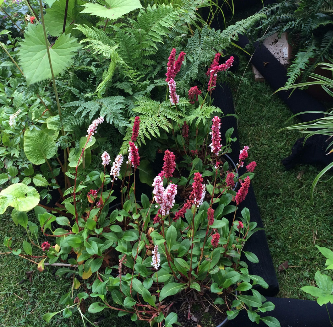 Persicaria affinis Darjelling Red