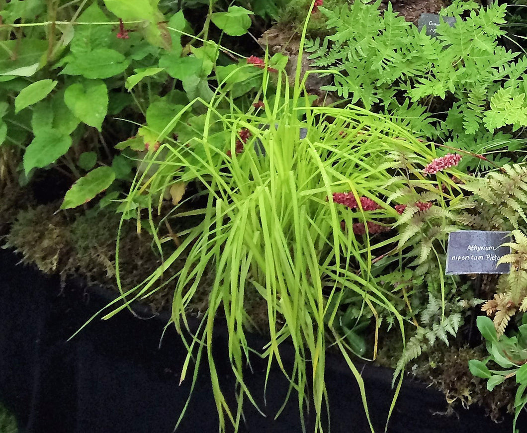Carex elata aurea