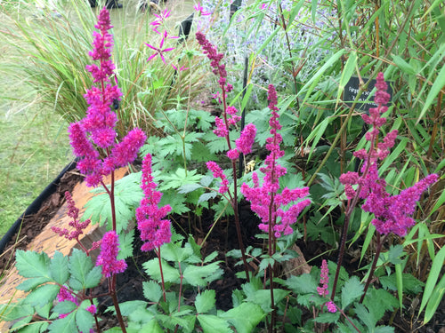 Astilbe Red Baron