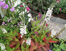 Lysimachia 'Candela '