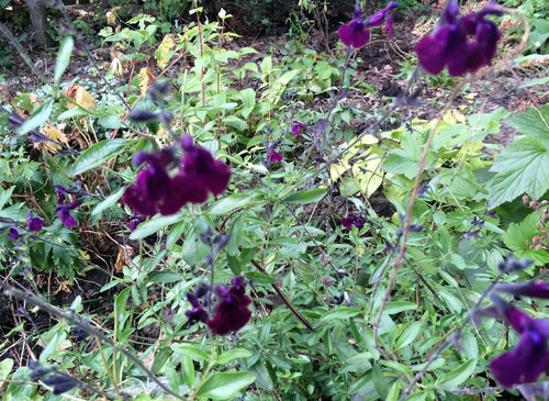 Salvia x jamensis 'Nachtvlinder' (Night Moth)