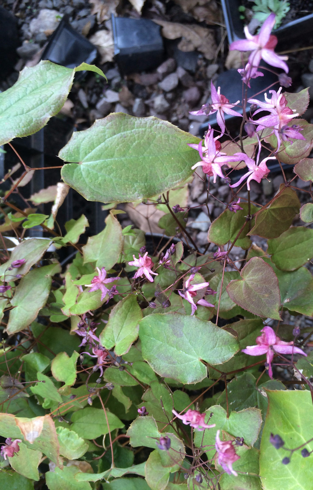 Epimedium Pink Elf