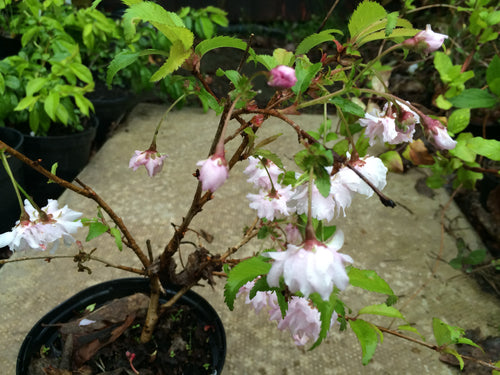 Prunus incisa Kojo No Mai