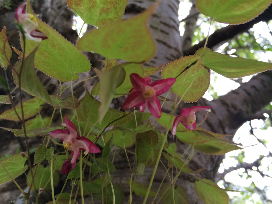 Epimedium rubrum 'Galadrial '