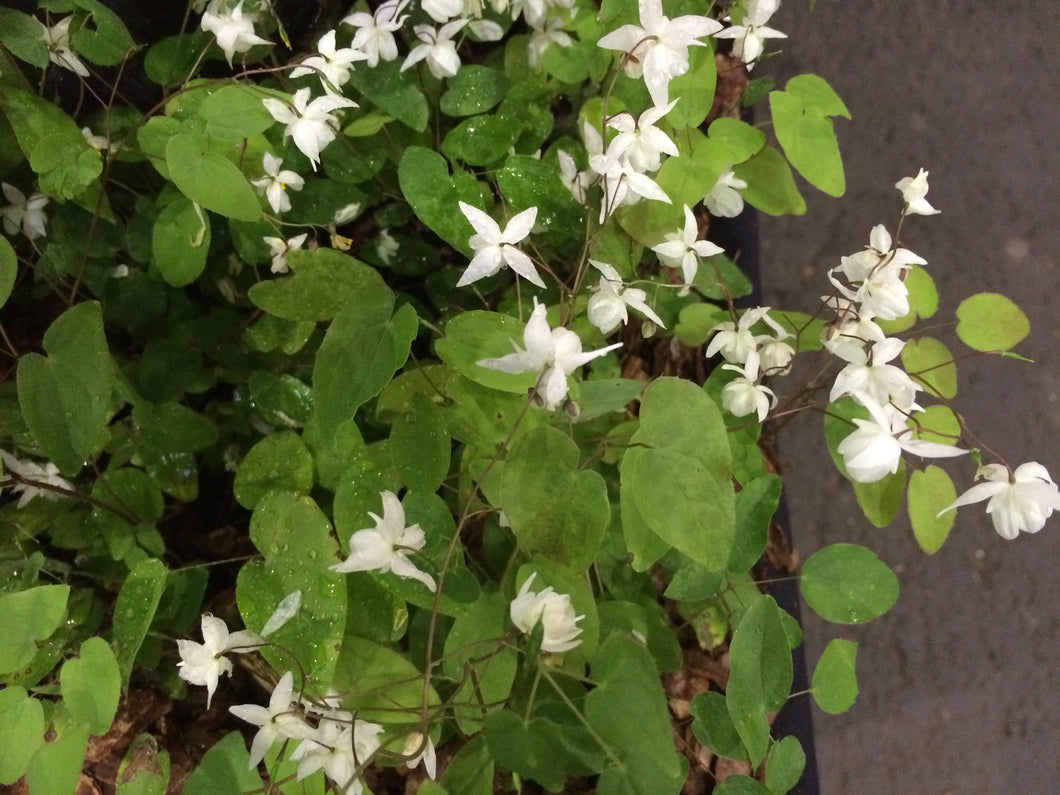 Epimedium x youngianum 'Niveum'
