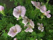 Geranium sanguineum 'Pink Pouffe'