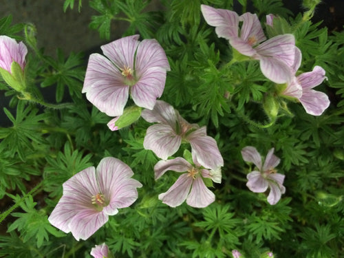 Geranium sanguineum 'Pink Pouffe'
