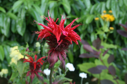 Monarda Cambridge Scarlet AGM