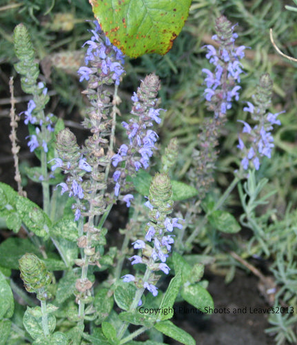 Nepeta Six Hills Giant