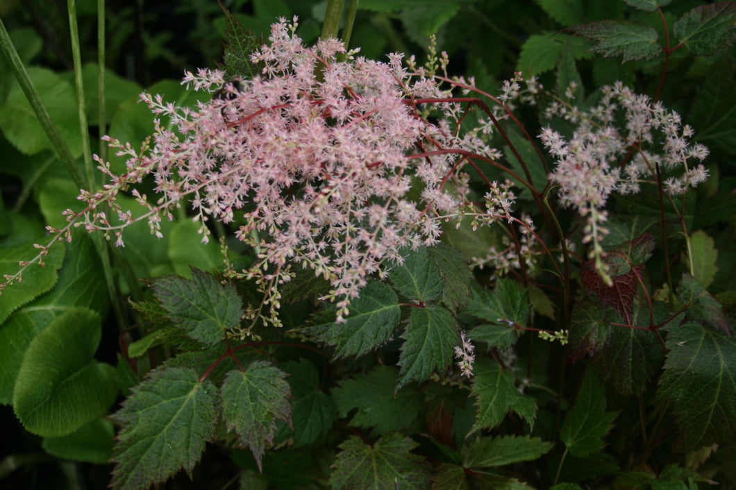 Astilbe simplicifolia 'Rose of Cimaron'