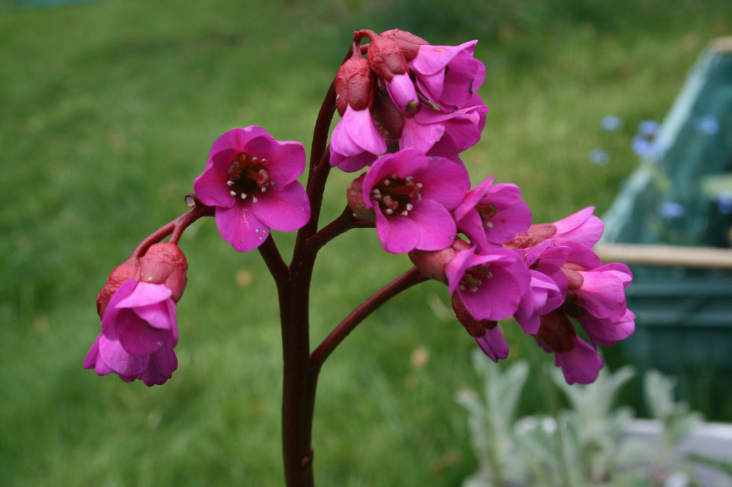Bergenia ‘Red Beauty’