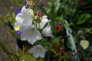 Campanula persicifolia ‘Alba’