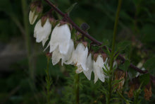 Campanula alliariifolia