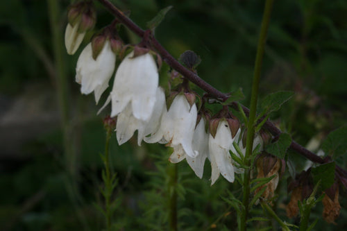 Campanula alliariifolia