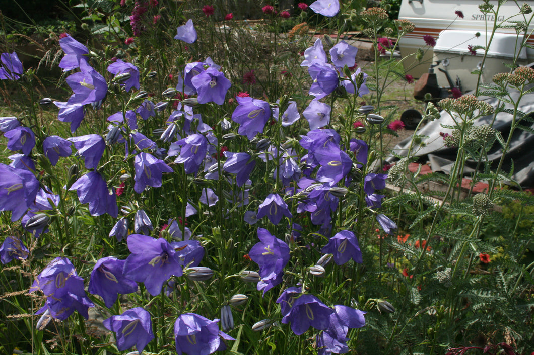 Campanula persicifolia shop