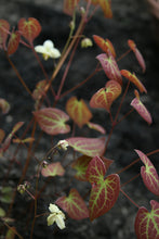 Epimedium versicolor sulphureum