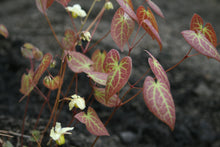 Epimedium versicolor sulphureum