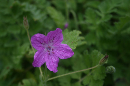 Erodium manescavii