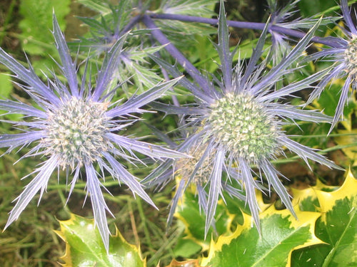 Eryngium bourgatii