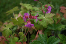Geranium macrorrhizum Bevan’s Variety